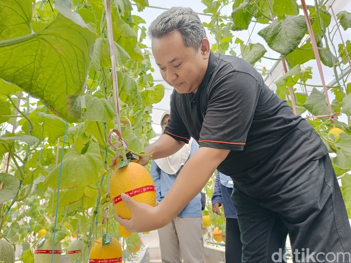 Menikmati Sensasi Panen Melon Hidroponik Langsung di Lumajang