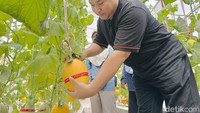 Pengunjung memetik melon yang telah matang di Menara Farm, Lumajang. Selain menikmati wisata, pengunjung juga mendapat edukasi mengenai teknik budidaya melon dengan sistem hidroponik. (Foto: Nur Hadi Wicaksono/ detikjatim)