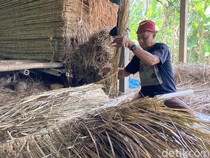Disengat Kalajengking demi Rp 45 Ribu Sehari, Kisah Perajin Atap Alang-alang Bali