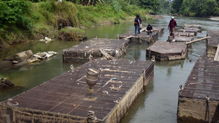 Pemilik keramba mengecek kondisi ikan-ikannya di Nagari Balah Aie, Padang Pariaman, Sumatera Barat, Sabtu (1/8/2026). Kementerian Kelautan dan Perikanan (KKP) bersama Tim Satuan Tugas Percepatan Rehabilitasi dan Rekonstruksi (PRR) Provinsi Sumbar telah melakukan rehab rekon terhadap kolam budidaya ikan air tawar yang rusak pascabencana seluas 15,6 hektare di Kabupaten Padang Pariaman dan 94 hektare area di Kabupaten Agam dan segera difungsikan kembali 100 persen pada September 2026. ANTARA FOTO/Fitra Yogi/YU