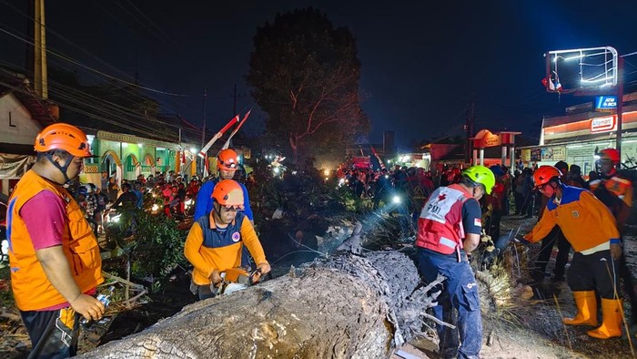 Pohon mahoni roboh di Pakisaji, Kabupaten Malang