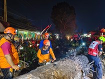 Pohon Mahoni 25 Meter Tumbang Timpa Pengendara di Malang, 9 Orang Luka