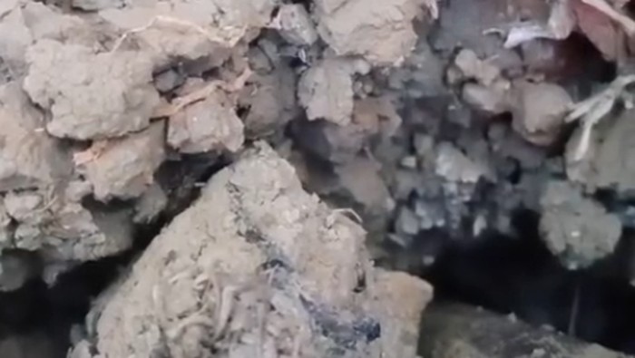 Suara gelembung air misterius di bawah lahan tembakau di Sampang.