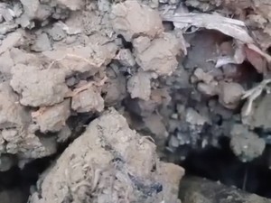 5 Fakta Suara Gemercik Air dari Dalam Tanah di Lahan Tembakau Sampang