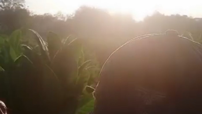 Viral bunyi kencang gelembung air dari bawah tanah di lahan tembakau di Sampang.