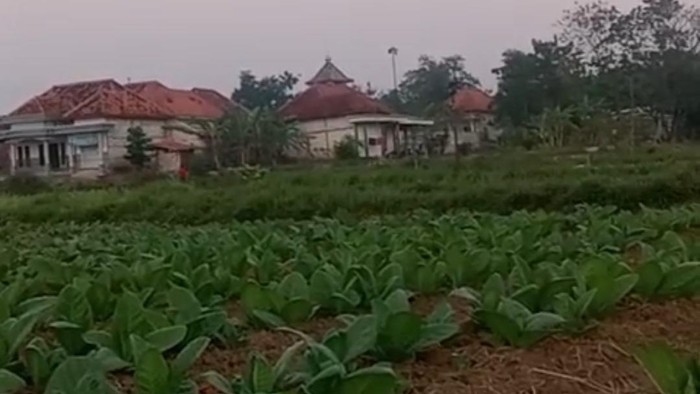 Lahan tembakau di Sampang tempat aliran air misterius gegerkan warga.