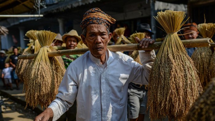Warga masyarakat Kasepuhan Citorek menggoyangkan bambu yang diikat padi hasil panen saat tradisi Ngarengkong di Citorek Timur, Lebak, Banten, Minggu (2/8/2026). Ngarengkong merupakan ritual tradsi masyarakat adat Kasepuhan Citorek dalam membawa padi menggunakan bambu dari sawah olot atau tetua adat untuk diantarkan ke dalam lumbung padi (leuit) dan sekaligus sebagai bentuk rasa syukur atas melimpahnya hasil panen. ANTARA FOTO/ANTARA FOTO/Muhammad Bagus Khoirunas