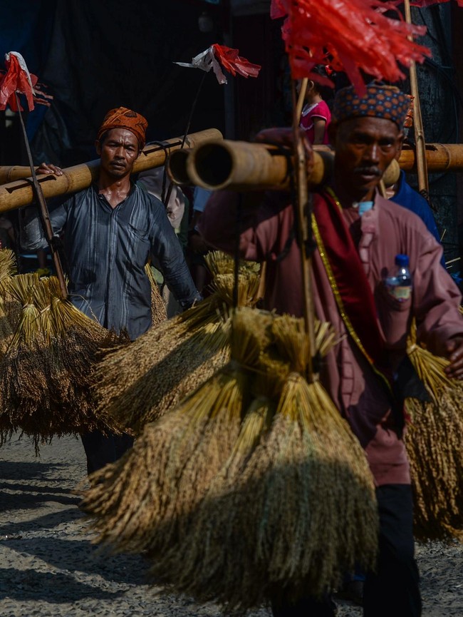 Padi Bergoyang di Atas Bambu, Ritual Ngarengkong Jadi Wujud Syukur Warga Citorek
