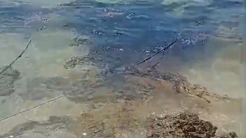 Penampakan tumpahan oli di perairan Pulau Semau, Kabupaten Kupang, NTT. (Istimewa).