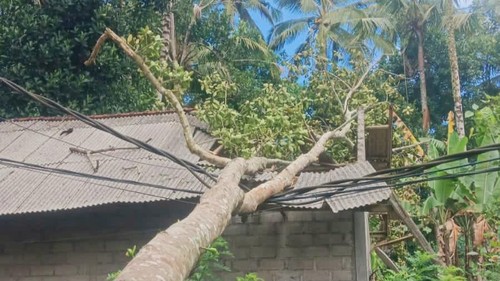 Pohon tumbang menimpa rumah warga Desa Nawakerti, Kecamatan Abang, Karangasem, Minggu (2/8/2026). (Foto: Dok. Kepala Desa Nawakerti)