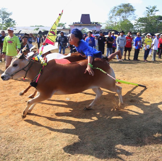 Serunya Karapan Sapi di Bangkalan, 64 Peserta Adu Cepat di Lintasan