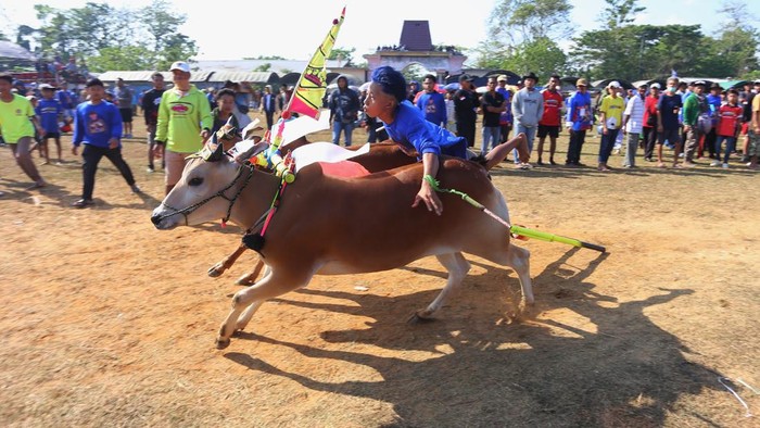 Seniman memainkan musik khas Madura Saronen untuk mengiringi sapi saat karapan sapi di Stadion Kerapan Sapi R.P Moch Noer, Bangkalan, Jawa Timur, Minggu (2/8/2026). Perlombaan yang diikuti 64 peserta dari empat kabupaten di Pulau Madura tersebut bertujuan untuk melestarikan olahraga tradisional khas Madura sekaligus ajang silaturahim bagi para pelakunya. ANTARA FOTO/Moch Asim