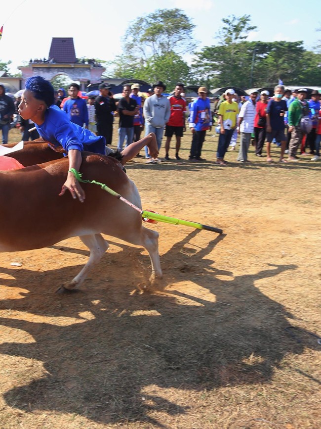 Serunya Karapan Sapi di Bangkalan, 64 Peserta Adu Cepat di Lintasan