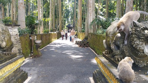 Wisatawan di Hutan Kera Sangeh, Badung, Bali, Selasa (28/7/2026). Terdapat sekitar 700 kera di hutan seluas 14 hektare tersebut.