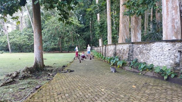 Wisatawan di Hutan Kera Sangeh Wisatawan tengah berinteraksi dengan monyet ekor panjang di Hutan Kera Sangeh, Badung, Bali, Selasa (28/7/2026).