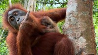 Selamat! Orang Utan Wenda Lahirkan Bayi Betina di Cagar Alam Aceh