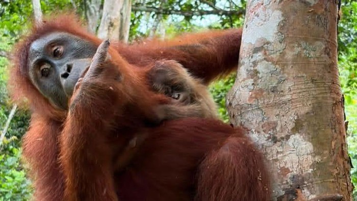Bayi Orangutan Lahir di Aceh