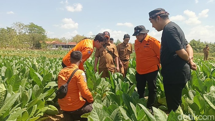 BPBD Sampang meninjau lokasi suara gemercik aliran air misterius di lahan tembakau.