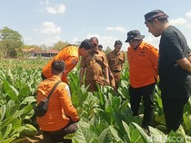 Ironis, Lahan Tembakau dengan Suara Gemercik Misterius Sedang Krisis Air