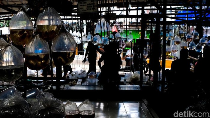 Badan Karantina Indonesia (Barantin) memperkuat empat sistem karantina untuk meningkatkan daya saing sekaligus memperkuat kepercayaan pasar internasional terhadap ikan hias Indonesia. Penguatan tersebut meliputi biosecurity, digital traceability, pre-border cooperation, dan fast clearance system guna memastikan komoditas ikan hias memenuhi standar perdagangan global.
