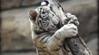 Gemas..., 3 Anak Harimau Bengal Putih Jadi Magnet Baru Kebun Binatang Malaysia