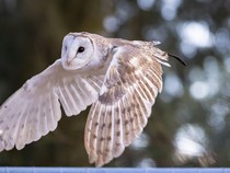 6 Tips Menjauhkan Burung Dares dari Rumah Agar Tidak Terkena Musibah