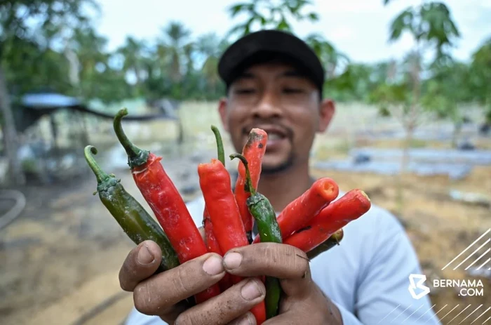 Keren! Mantan Teknisi Sukses Jadi Petani, Panen 1 Ton Cabai per Bulan