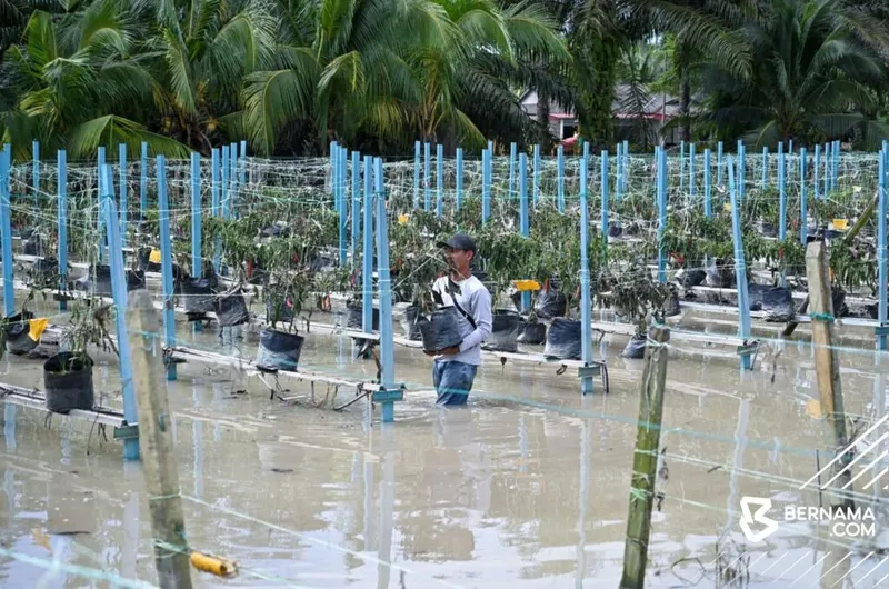 Mantan teknisi jadi petani cabai Keren! Mantan Teknisi Sukses Jadi Petani, Panen 1 Ton Cabai per Bulan