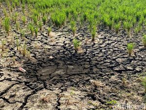 Sungai Cikeruh Mengering, Petani Bandung Hadapi Ancaman Gagal Panen