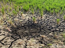 Sungai Cikeruh Mengering, Petani Bandung Hadapi Ancaman Gagal Panen