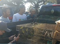 Karantina Bali Gagalkan Penyelundupan 284 Burung di Pelabuhan Gilimanuk