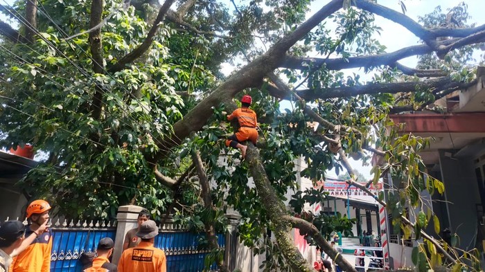 Pohon Durian 20 Meter Tumbang Timpa Rumah dan Kabel Listrik di Bogor