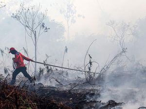 Bukan El Nino, Pakar Sebut Manusia Pemicu Utama Karhutla