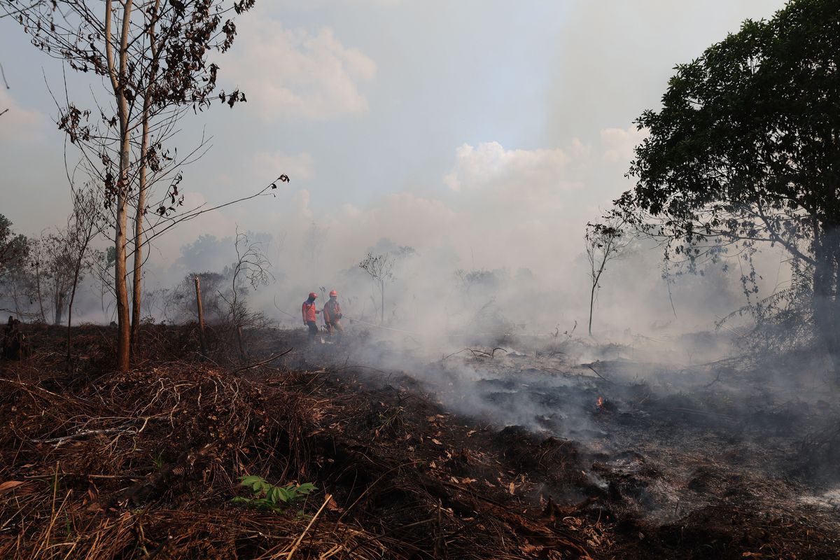 Ilmuwan Ungkap Mengapa Kebakaran Hutan Makin Sulit Dikendalikan