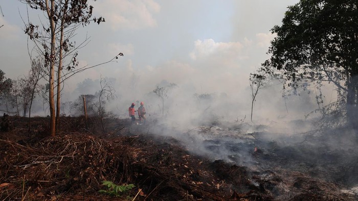Personel BPBD Provinsi Kalimantan Barat berjalan di lokasi lahan gambut yang terbakar di Dusun Sidomulyo, Desa Limbung, Kecamatan Sungai Raya, Kabupaten Kubu Raya, Kalimantan Barat, Minggu (2/8/2026). BMKG Kalimantan Barat mencatat hasil pantauan sensor VIIRS dan MODIS pada satelit polar per 1 Agustus 2026 menunjukkan terdapat 762 titik panas kebakaran hutan dan lahan yang tersebar di 12 kabupaten di provinsi setempat yaitu antara lain Ketapang, Sanggau, Sekadau, Melawi, dan Kubu Raya. ANTARA FOTO/Jessica Wuysang/sgd