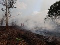 Ilmuwan Ungkap Mengapa Kebakaran Hutan Makin Sulit Dikendalikan