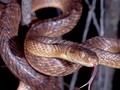 Misteri Sedikit Ular Bisa Menguasai Seluruh Pulau Guam