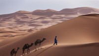 Derita Unta-Unta di Afrika karena Panas Ekstrem, Kaki Melepuh, Mata Berair, Sebagian Mati