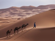 Derita Unta-Unta di Afrika karena Panas Ekstrem, Kaki Melepuh, Mata Berair, Sebagian Mati