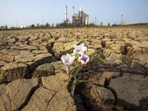Air Embung Surut, Nasib Ratusan Hektare Sawah Indramayu di Ujung Ancaman