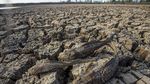 Air Embung Surut, Nasib Ratusan Hektare Sawah Indramayu di Ujung Ancaman