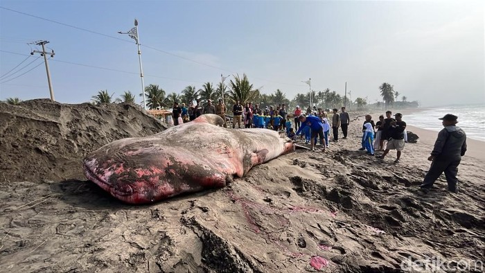 Bangkai hiu Tutul di Pantai Batukaras