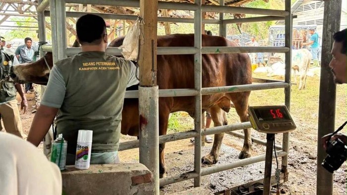 Bantuan pakan ternak untuk Aceh