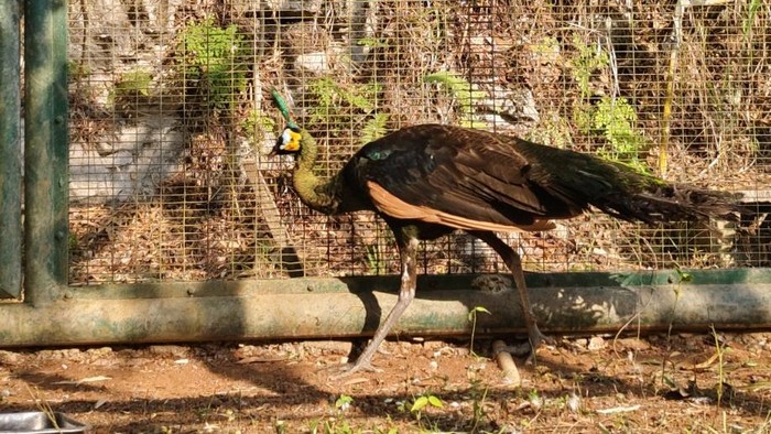 Burung merak hijau temuan warga Pajangan, Bantul
