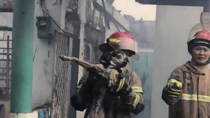 Damkar Depok mengevakuasi seekor anjing terjebak dalam kebakaran rumah di Sukmajaya, Depok, Jawa Barat.