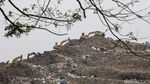 Era Controlled Landfill, Penghasilan Pemulung Bantargebang Merosot Drastis