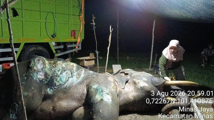 Proses penanganan medis Gajah Jovi .
