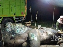 Kabar Duka dari PLG Minas, Gajah Binaan Jovi Mati Usai Dirawat Intensif 34 Hari