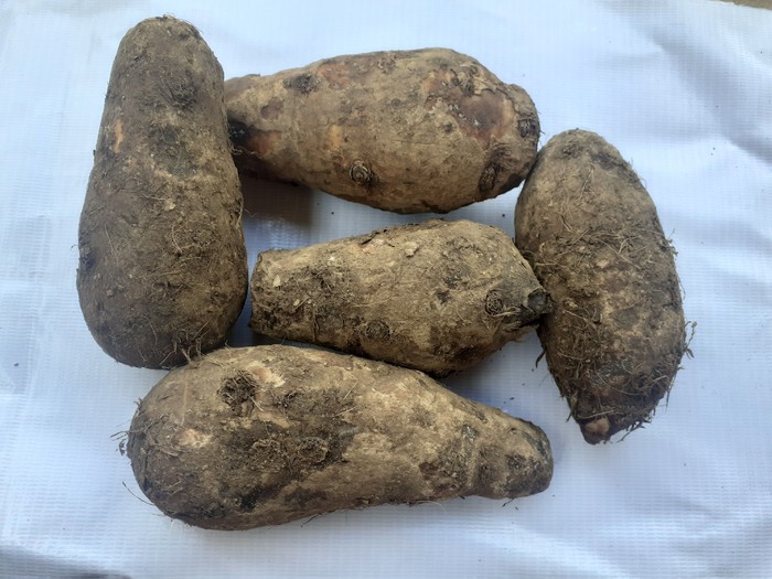 Xanthosoma sagittifolium scientific name of Kimpul or also called Bentul, Belitung taro is a species of tropical flowering plant that produces starchy tubers which can be eaten as a source of carbohydrates.