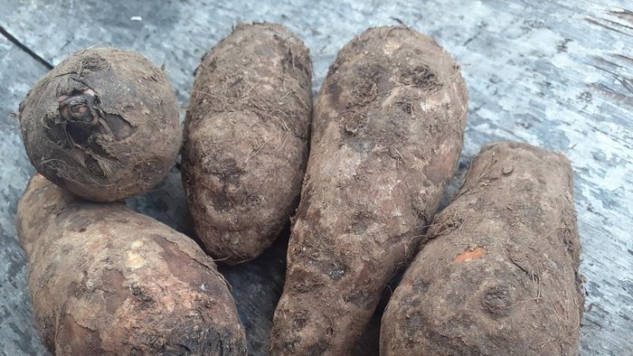 Xanthosoma sagittifolium scientific name of Kimpul or also called Bentul, Belitung taro is a species of tropical flowering plant that produces starchy tubers which can be eaten as a source of carbohydrates.